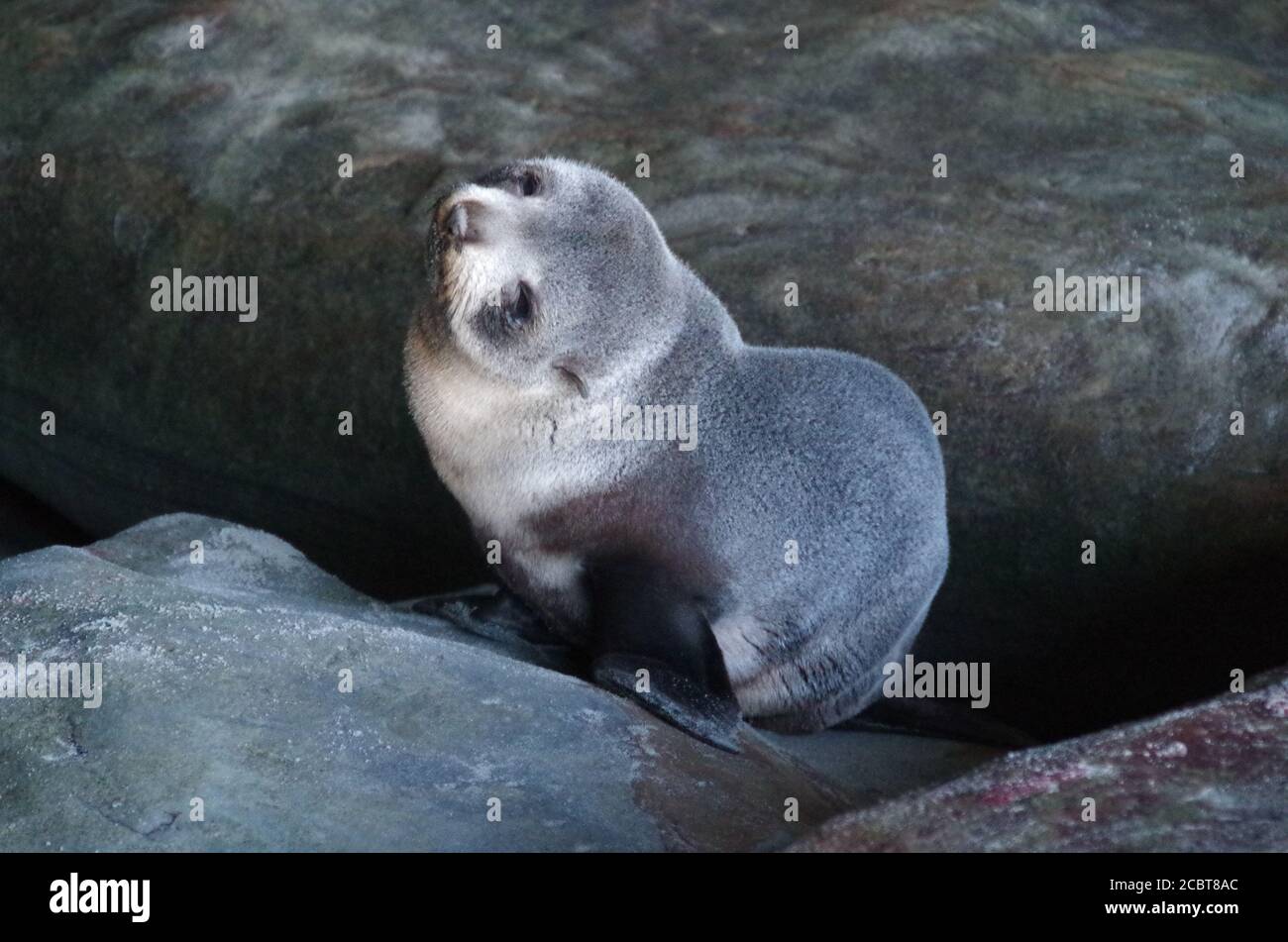 Seal pup. Wharariki Beach. Alternative Te Araroa Trail route. Cape