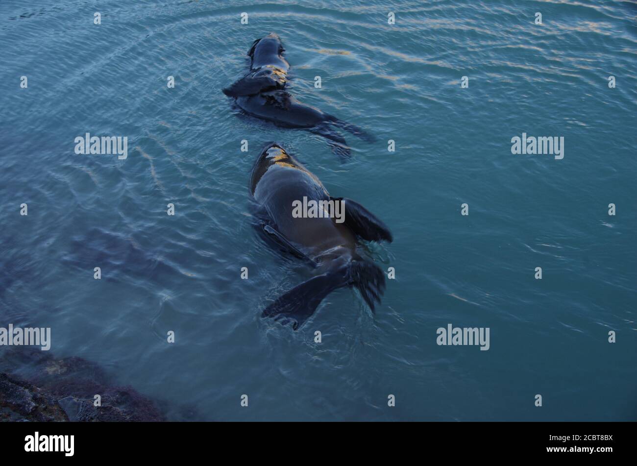 Seal. Wharariki Beach. Alternative Te Araroa Trail route. Cape Farewell