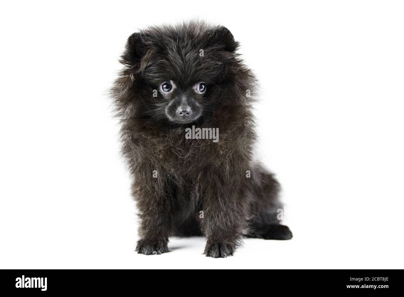 Toy Pom High Resolution Stock Photography and Images - Alamy