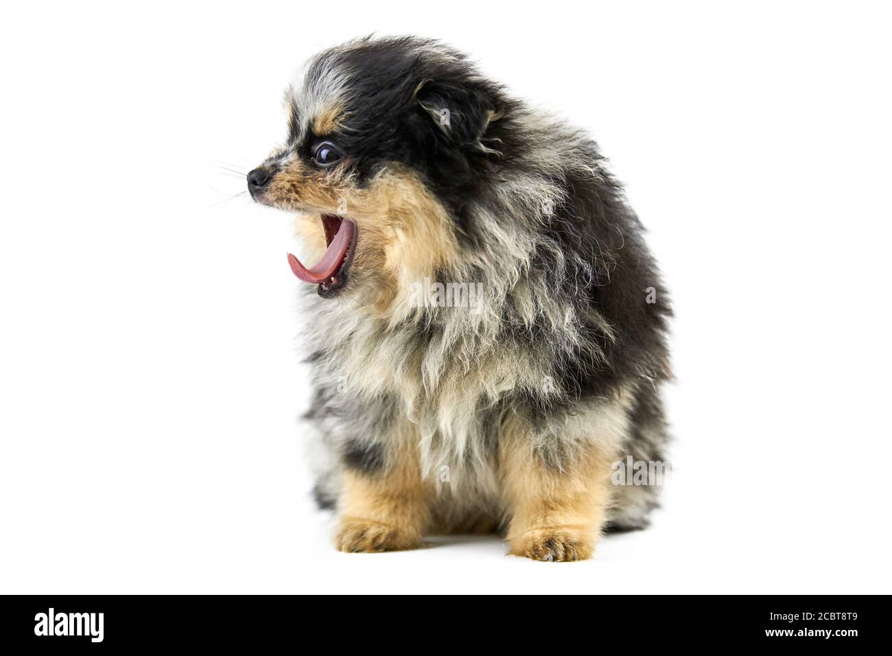 Pomeranian puppy Spitz isolated. Cute pomeranian black and tan