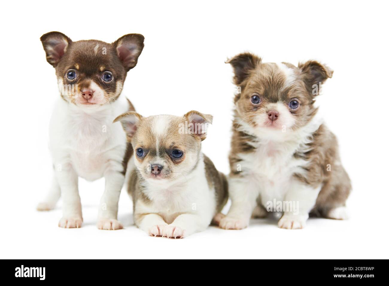 Three Chihuahua puppies, isolated. Little cute dogs on white background. Small short haired chihuahua dog breed, studio shoot. Stock Photo