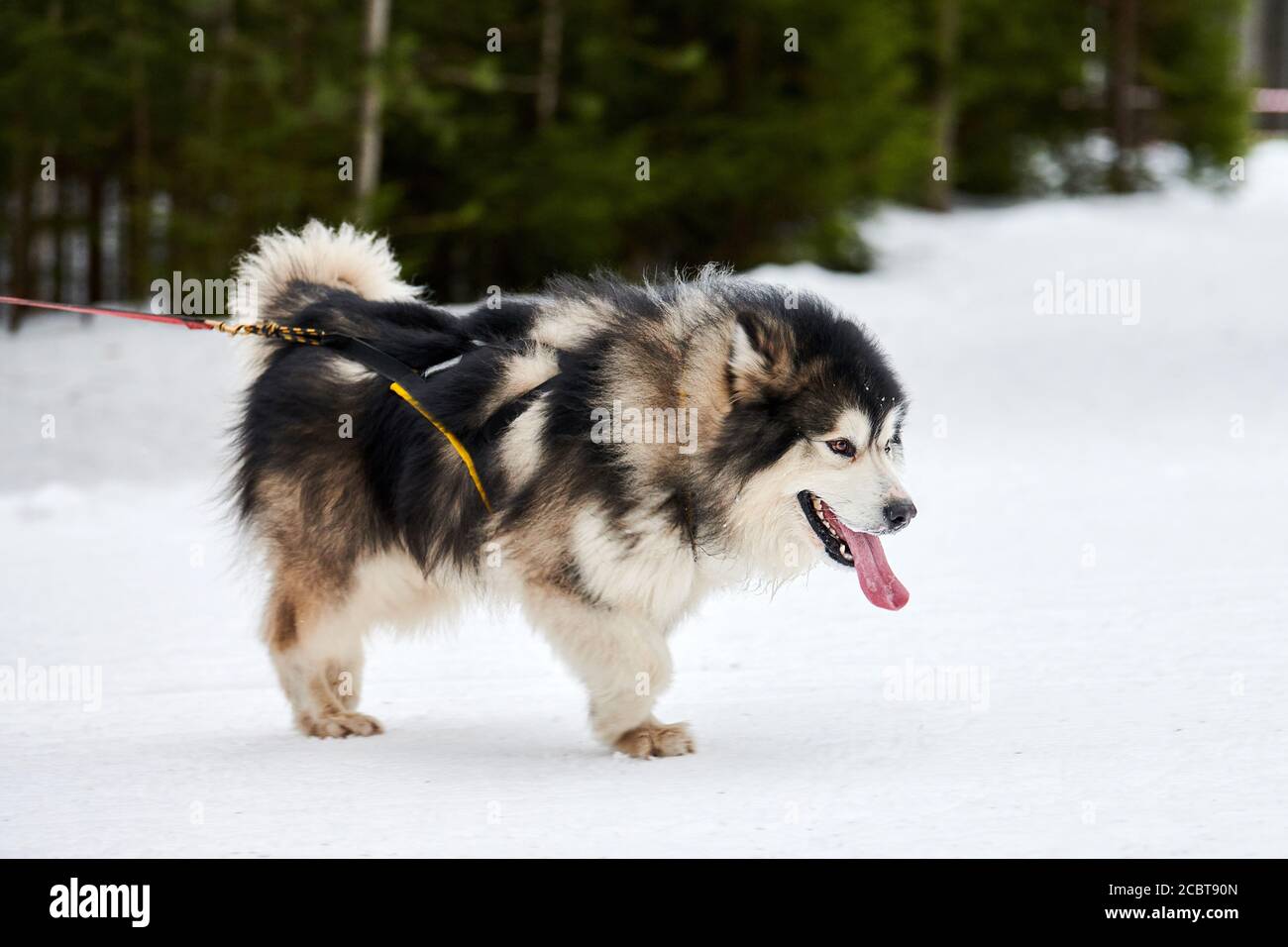 malamute pulling harness