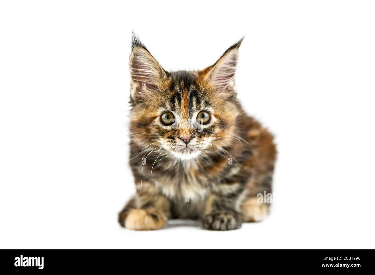 forum Ampère Verouderd Tortoiseshell Maine coon kitten, isolated. Cute maine-coon cat on white  background. Little funny purebred cat with tortoiseshell color. Studio  shoot Stock Photo - Alamy