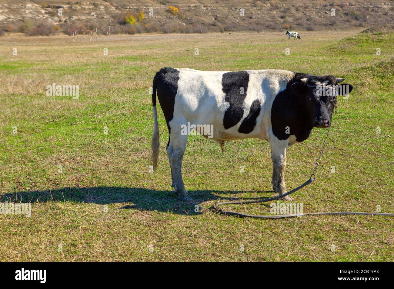 Bull horns holstein hi-res stock photography and images - Alamy