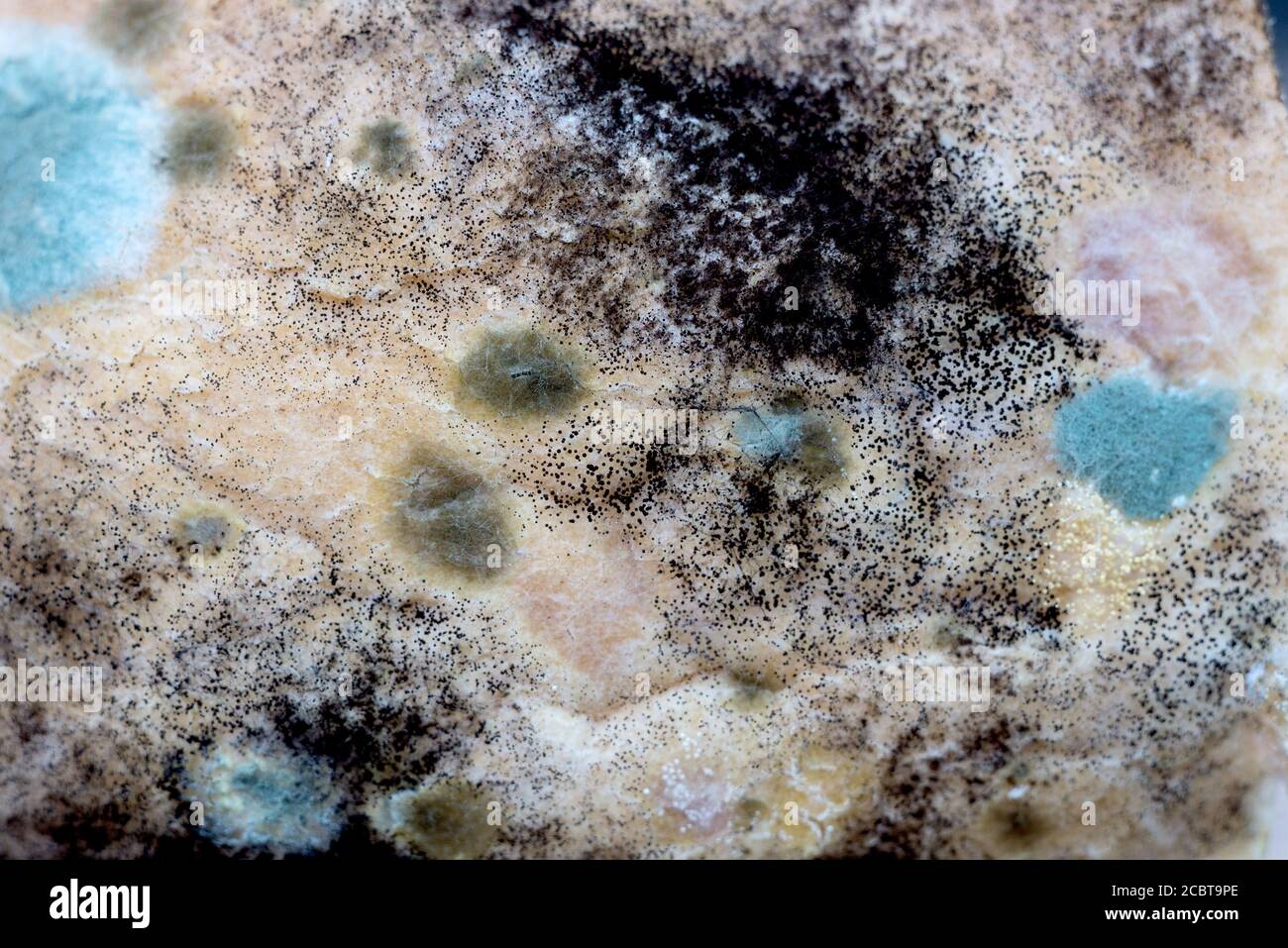 Bread mold, Rhizopus, fungi on an aged bread. Close up photo of a