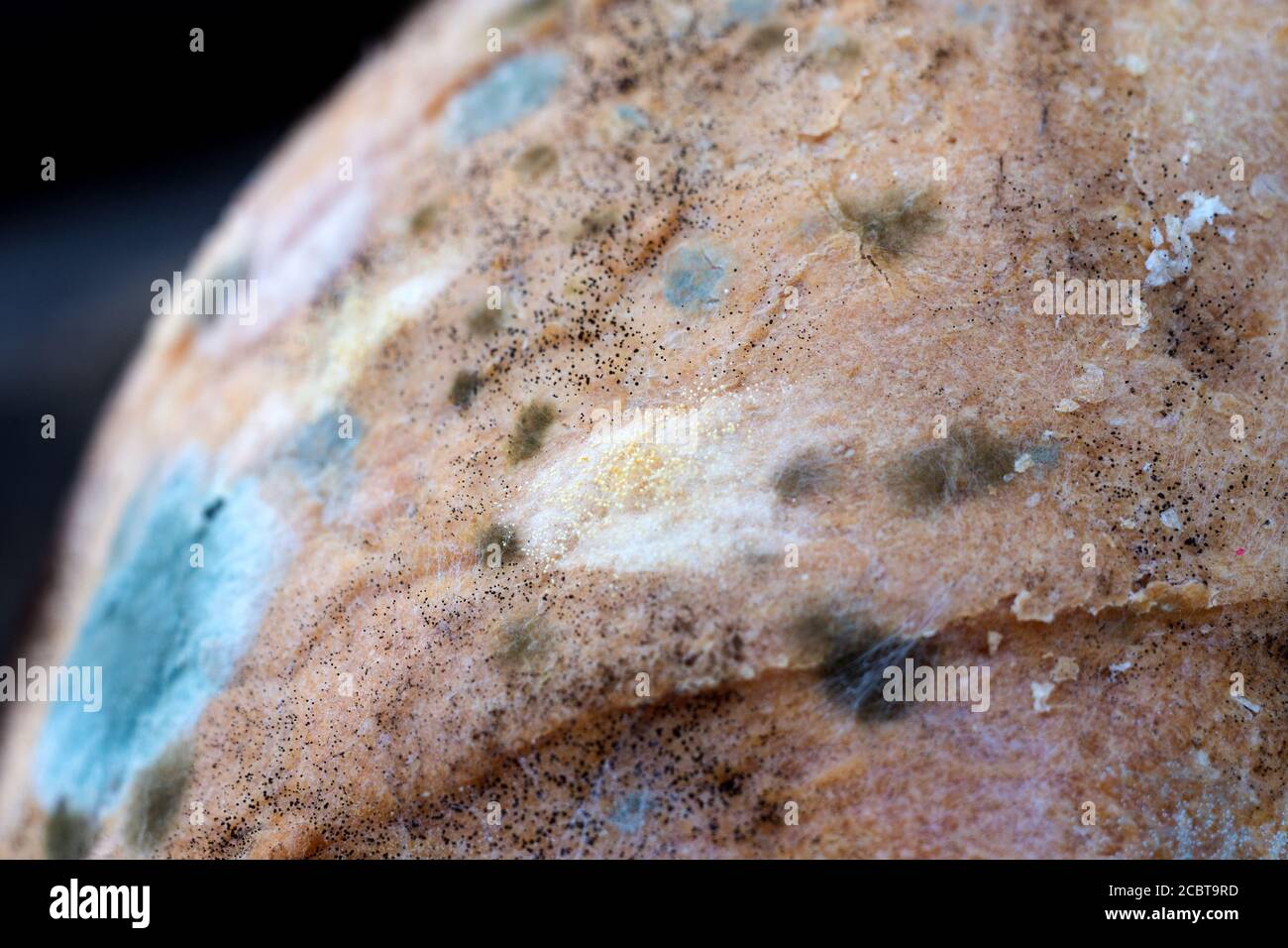 Bread mold, Rhizopus, fungi on an aged bread. Close up photo of a