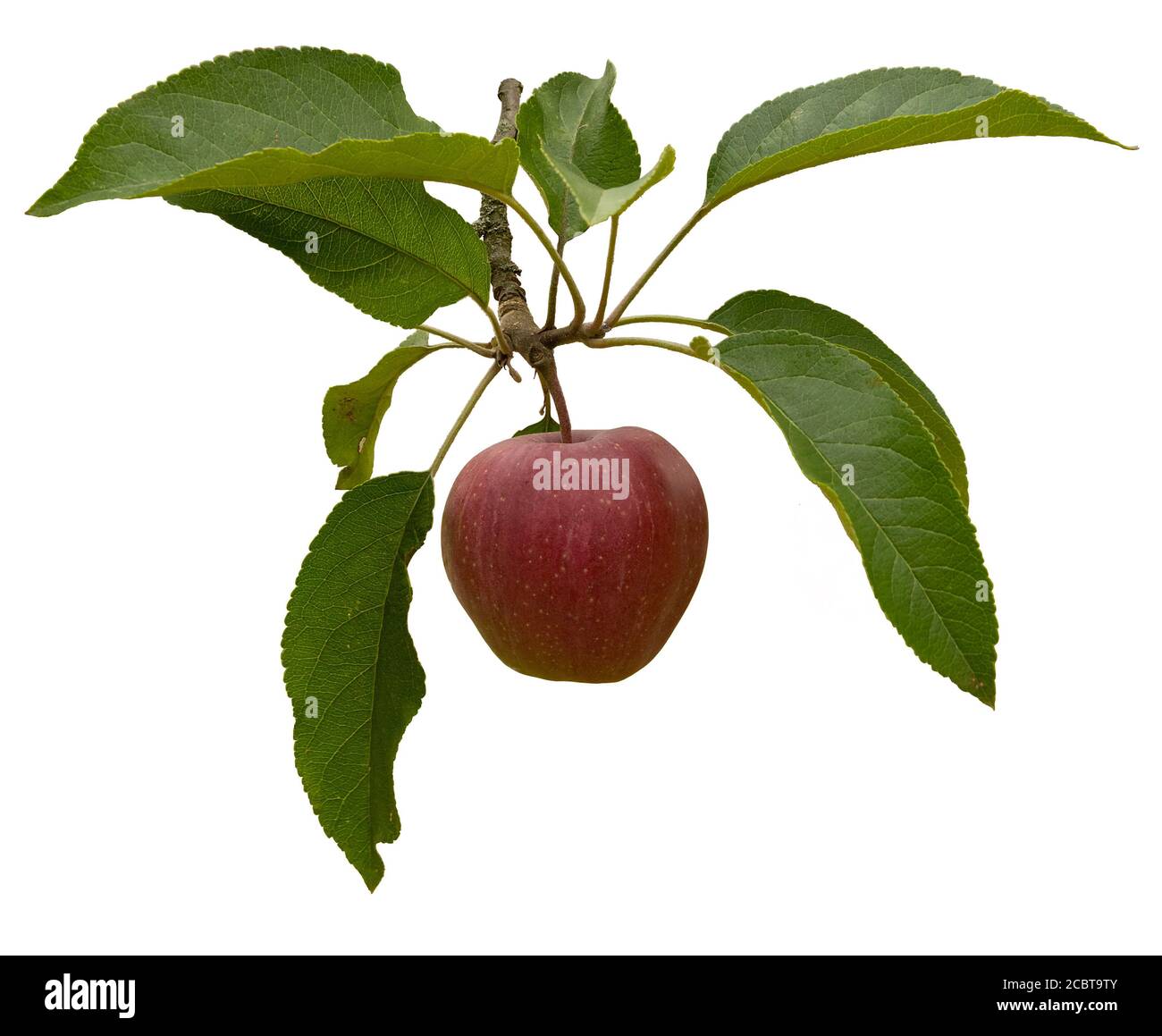 ripe apples on a branch isolated on white background Stock Photo