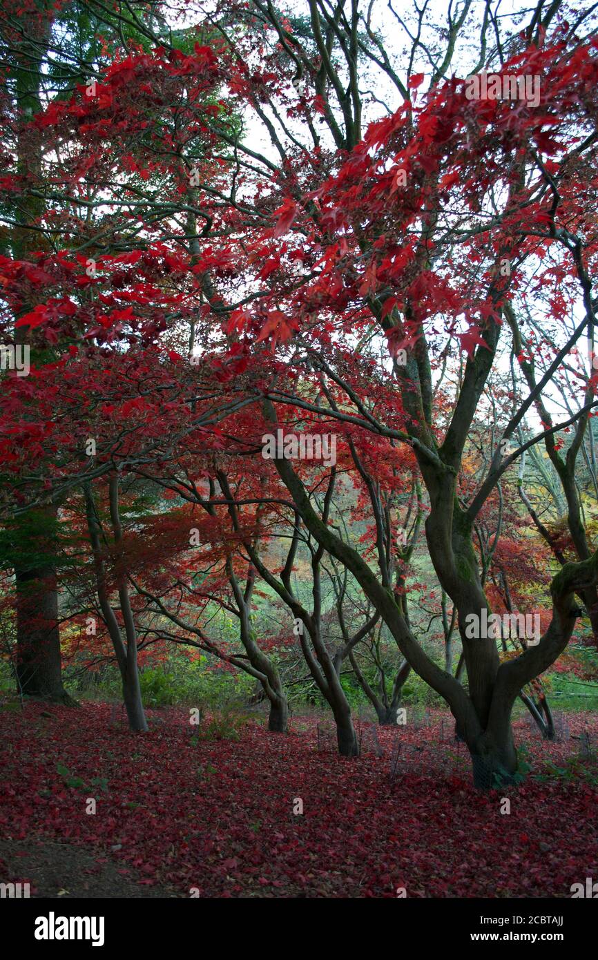 Dark branches and tree trunks contrasting with backlit red autumnal leaves in a forest during autumn (fall), the forest floor covered with a carpet of Stock Photo