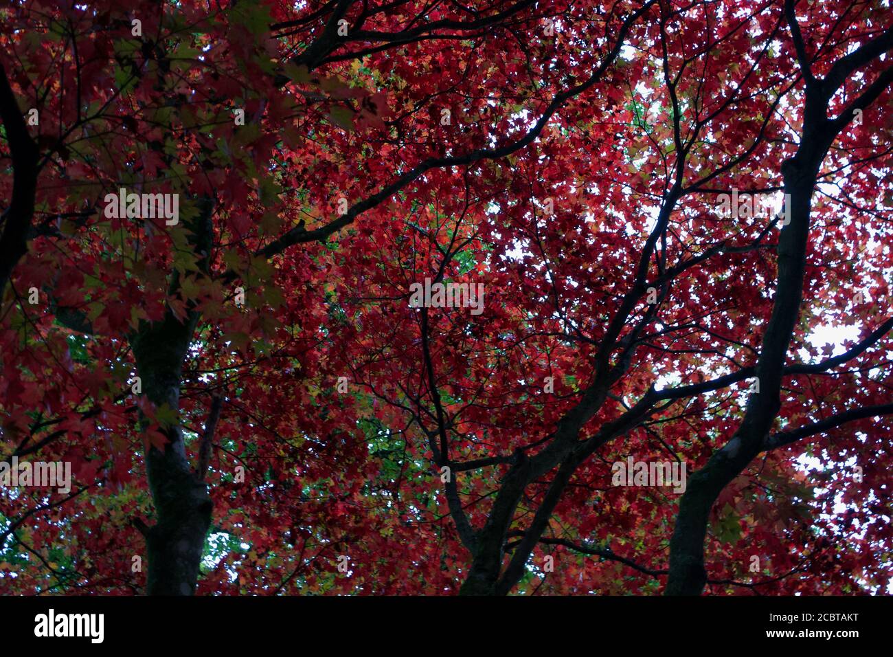 Dark branches and tree trunks contrasting with backlit red autumnal leaves in a forest during autumn (fall) Stock Photo