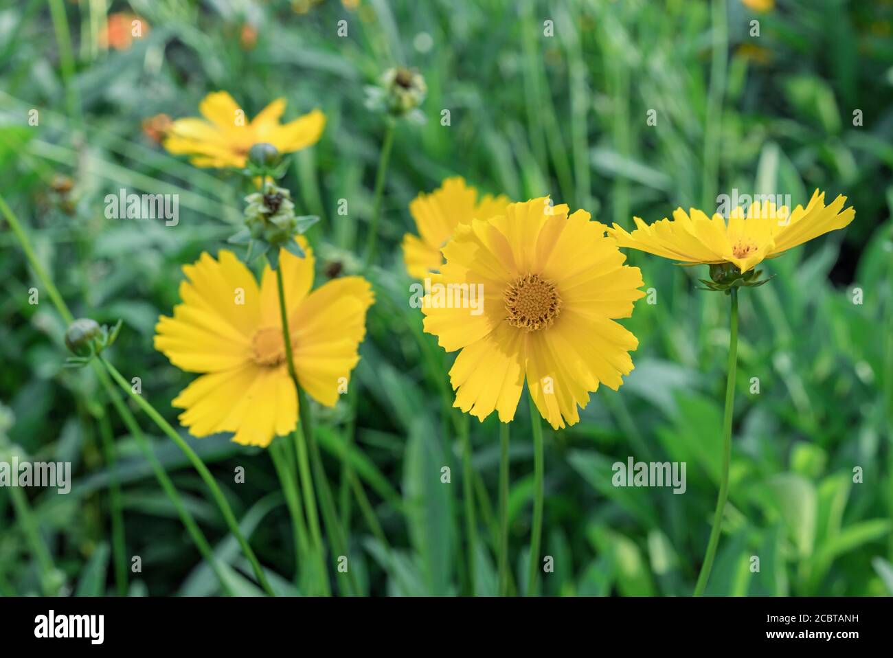 Yellow flowers Coreopsis lanceolata in the summer garden. Stock Photo