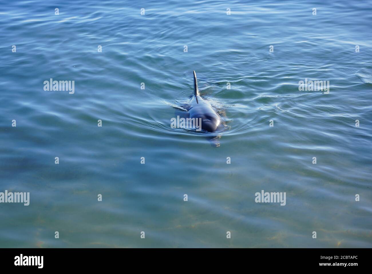 A wild dolphin in the water in Shark Bay, Australia Stock Photo