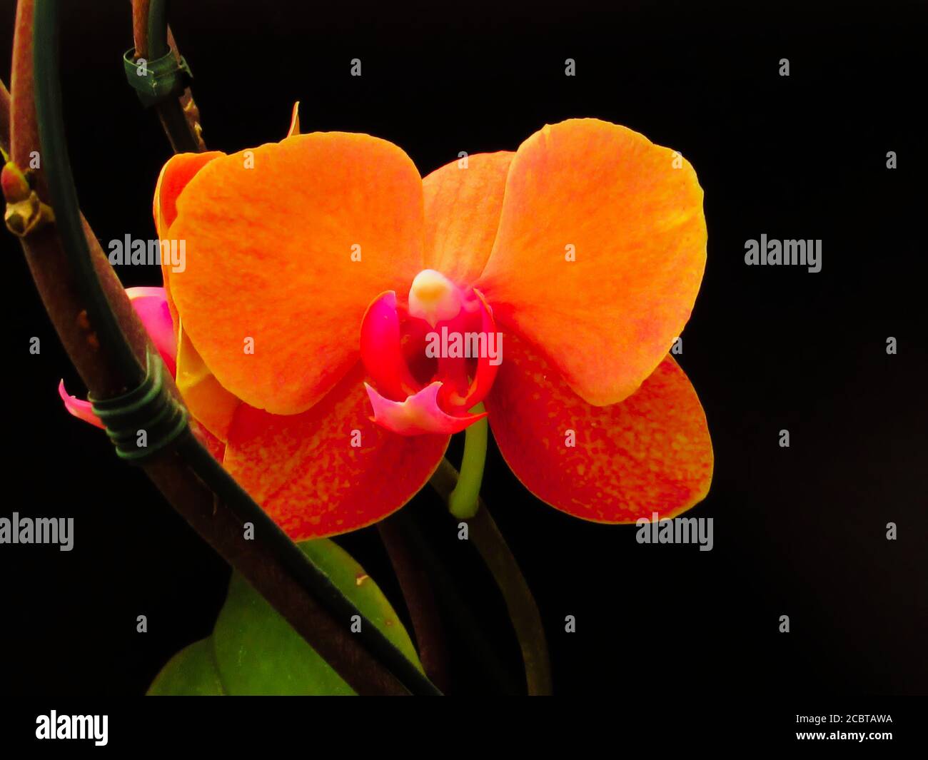 beautiful orange Phalaenopsis orchid flowers, isolated on black background Stock Photo