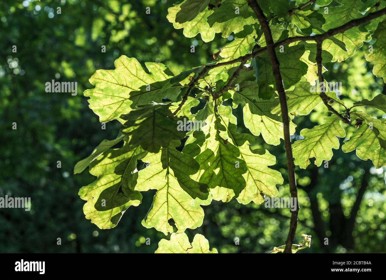 Summer sunlight in green hi-res stock photography and images - Alamy