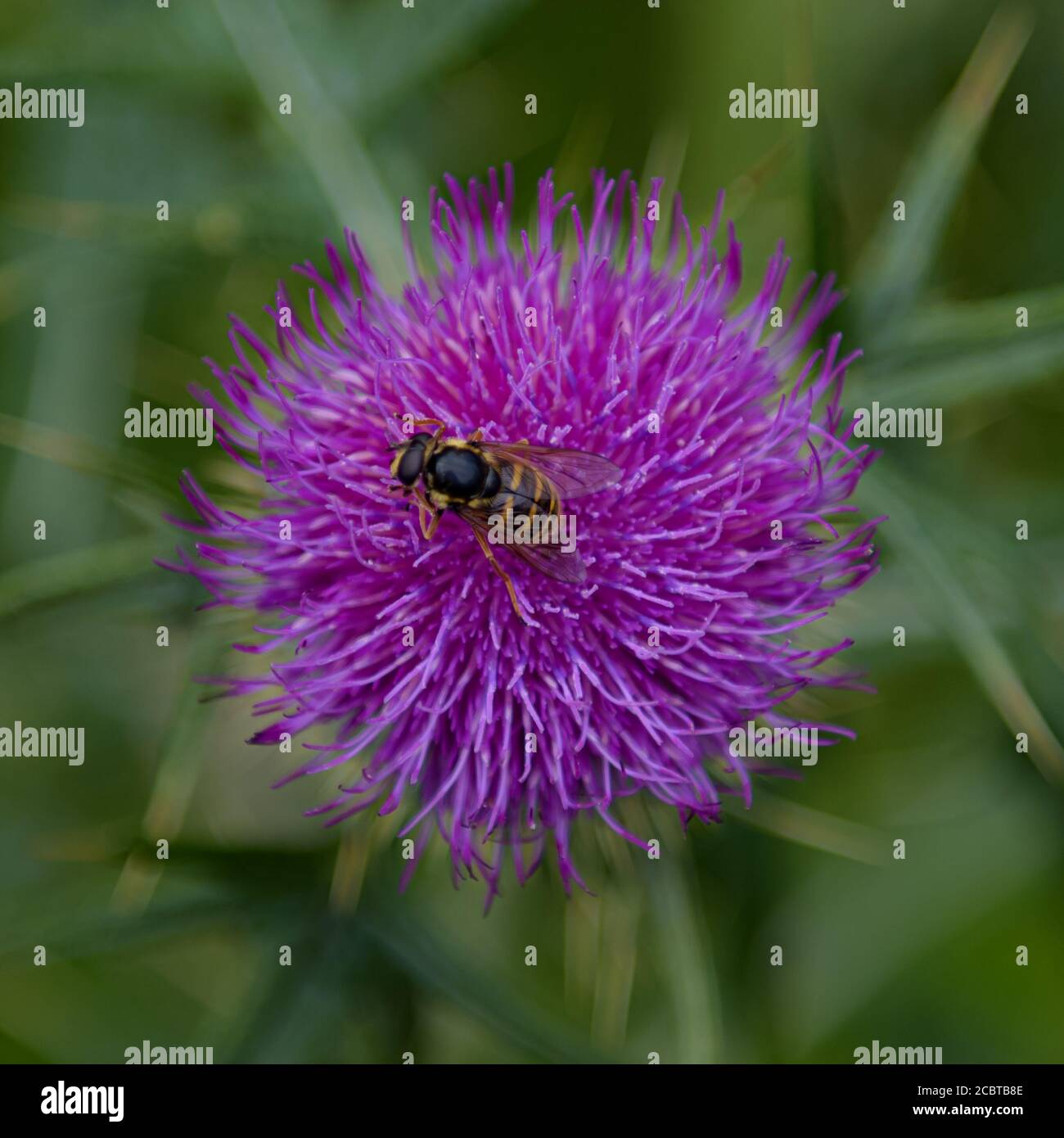 Bee on a Purple Scottish Thistle Stock Photo Alamy
