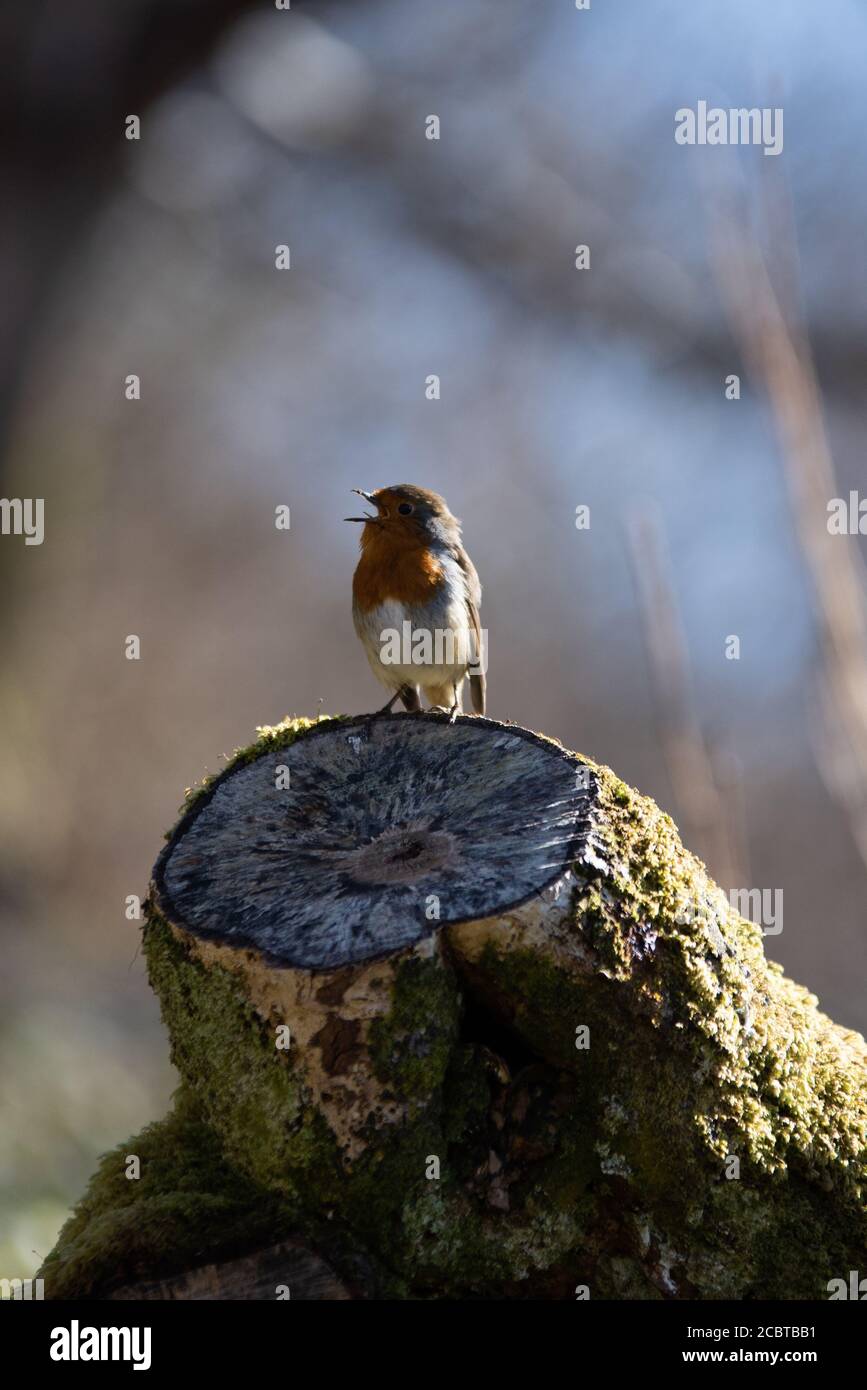 Garden robin backlit hi-res stock photography and images - Alamy