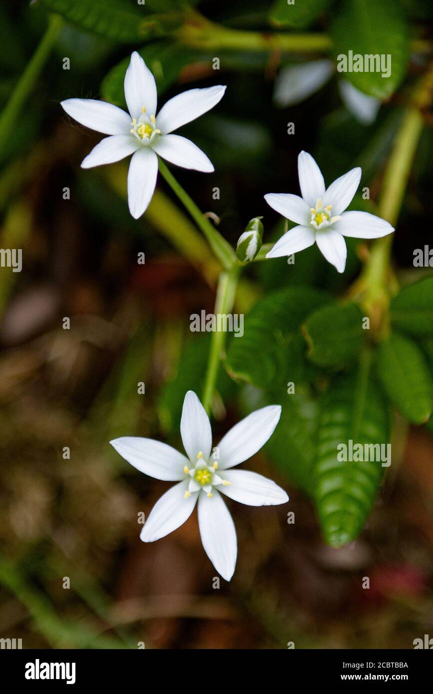 Small White Flower With Six Pointed Petals and Yellow Centre Stock Photo