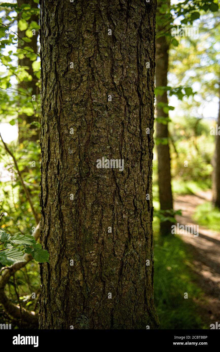 Tree Bark Texture with Sunlight Stock Photo