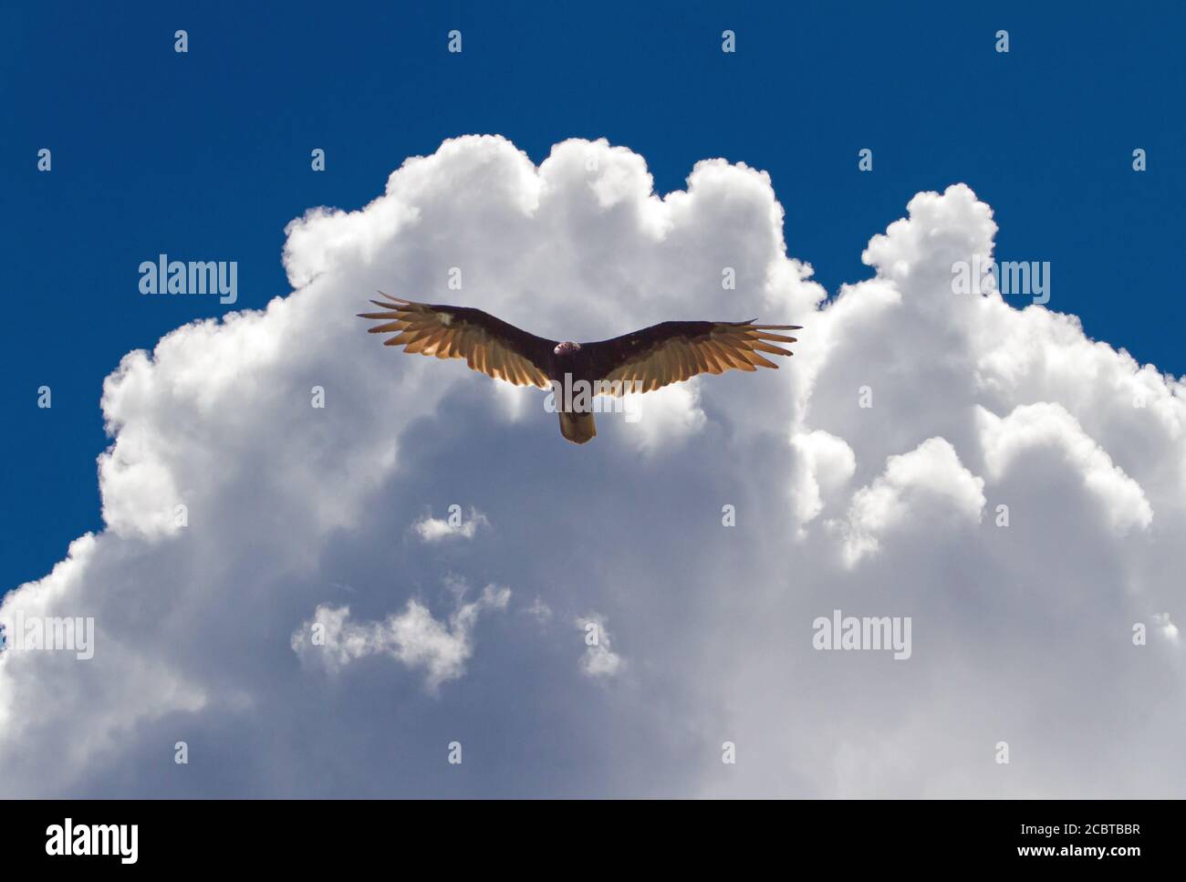 A turkey vulture soars beneath dramatic cumulus clouds in a brilliant blue sky. Stock Photo