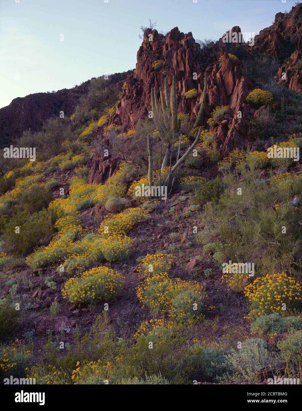 Organpipe Cactus National Monument  AZ / MAR The yellow blossoms of brittlebush contrast against  volcanic rock with organpipe cactus in dusk light Stock Photo