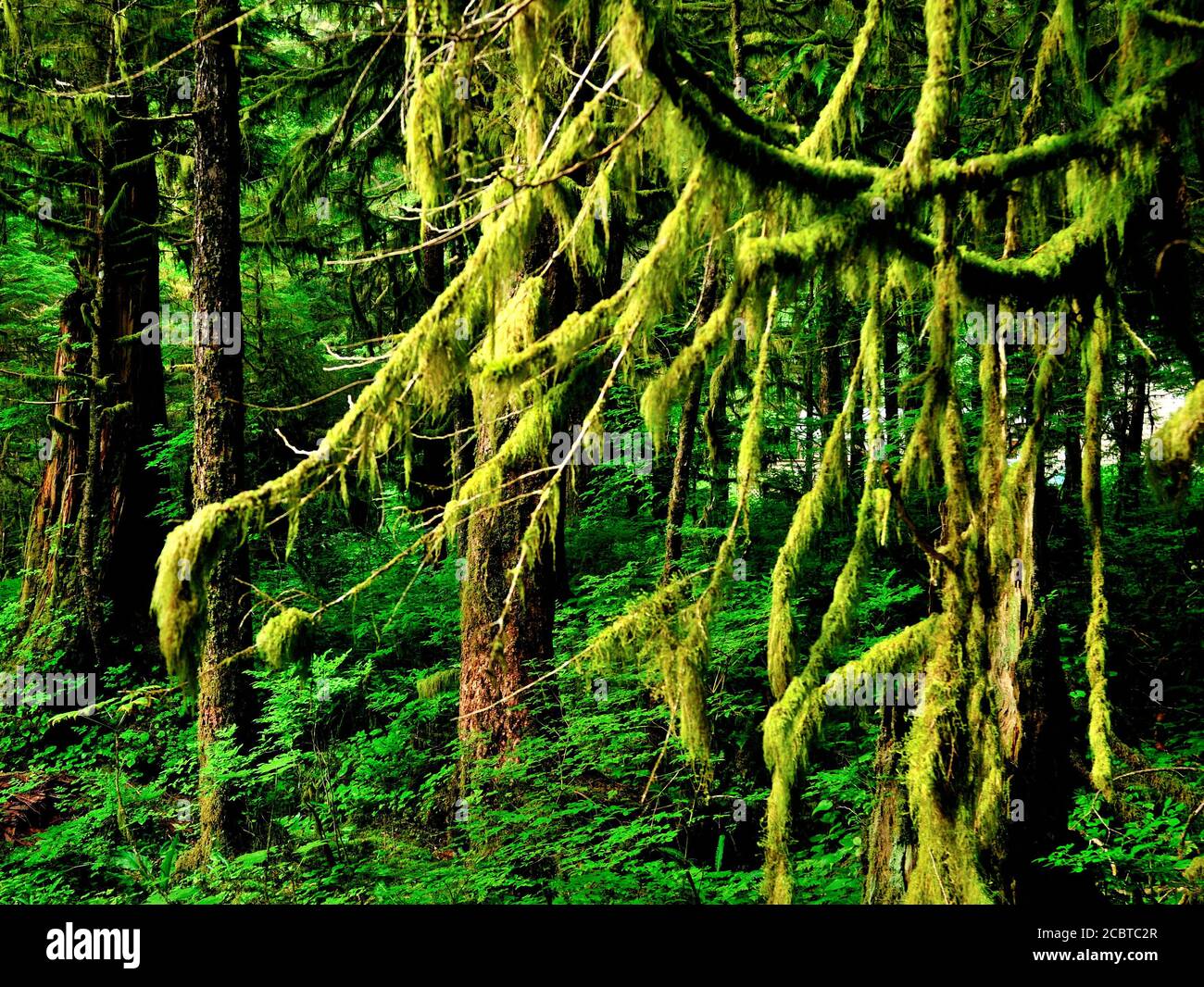 Lush Green Coastal Rain Forest in Alaska Stock Photo