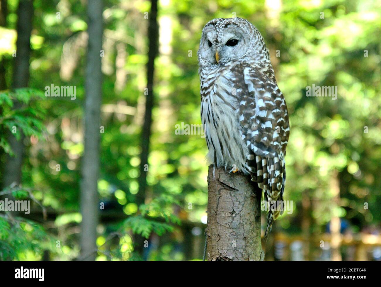 An image of a barred owl resting on a perch with a blurry background. Stock Photo
