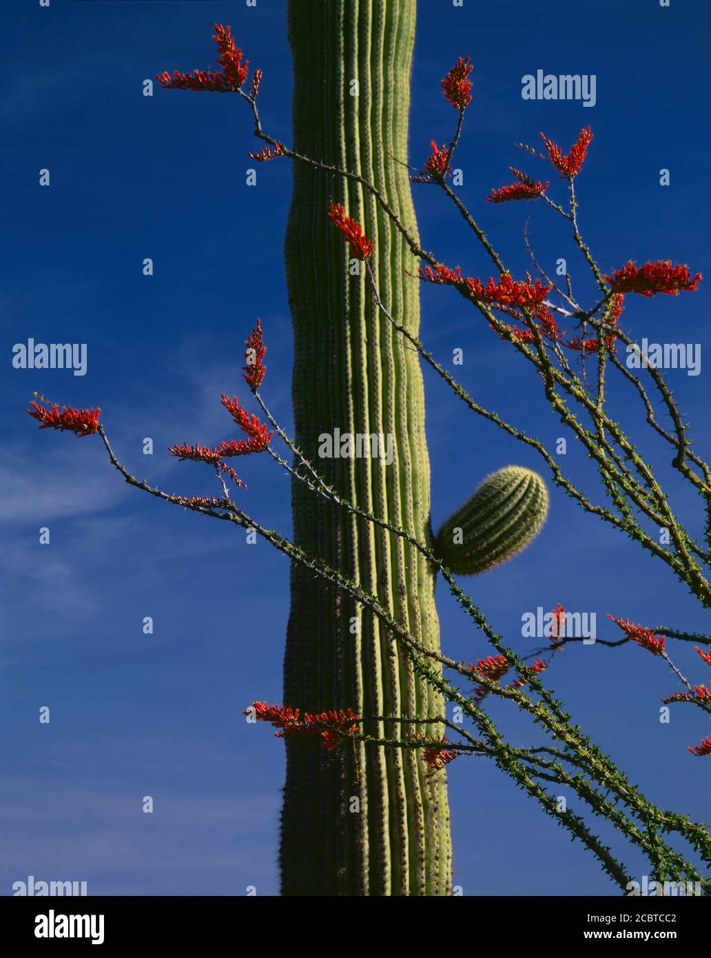 Organpipe National Monument  AZ / MAR Flagging ocotillo against a saguaro cactus and blue sky in Senita Basin. Toyo 4x5 400mm f64 iso50 Stock Photo