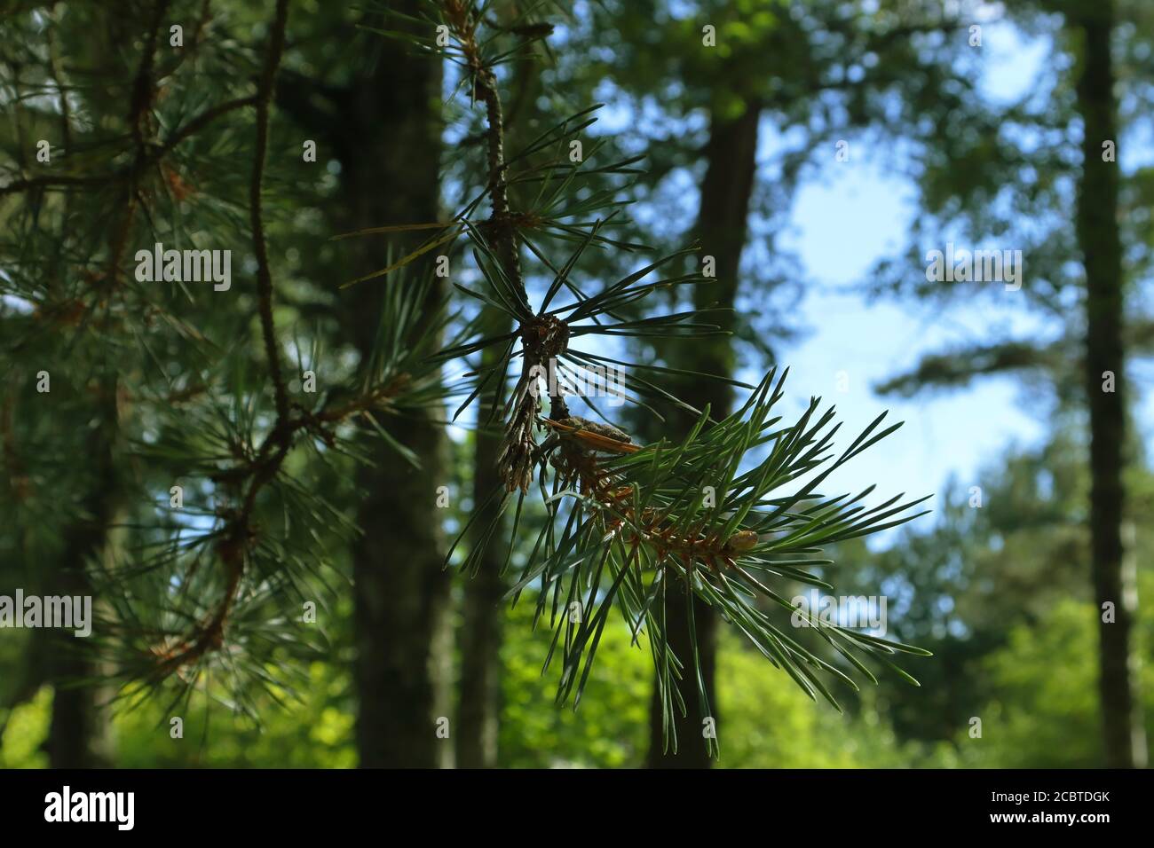 Selective focus pine branch hi-res stock photography and images - Alamy