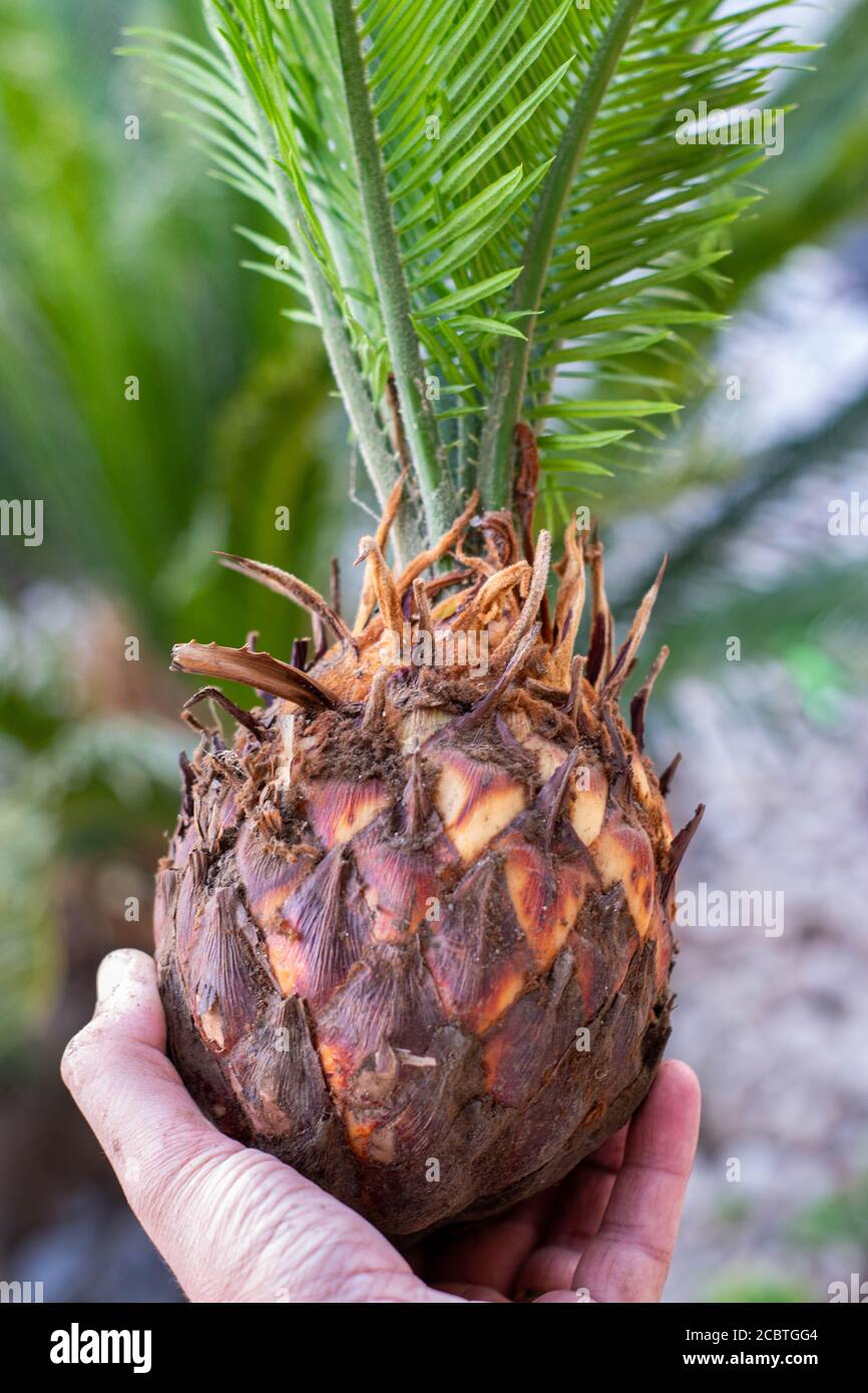 Male hand grabbing Cycas Revoluta Plants removed for replacement Stock Photo
