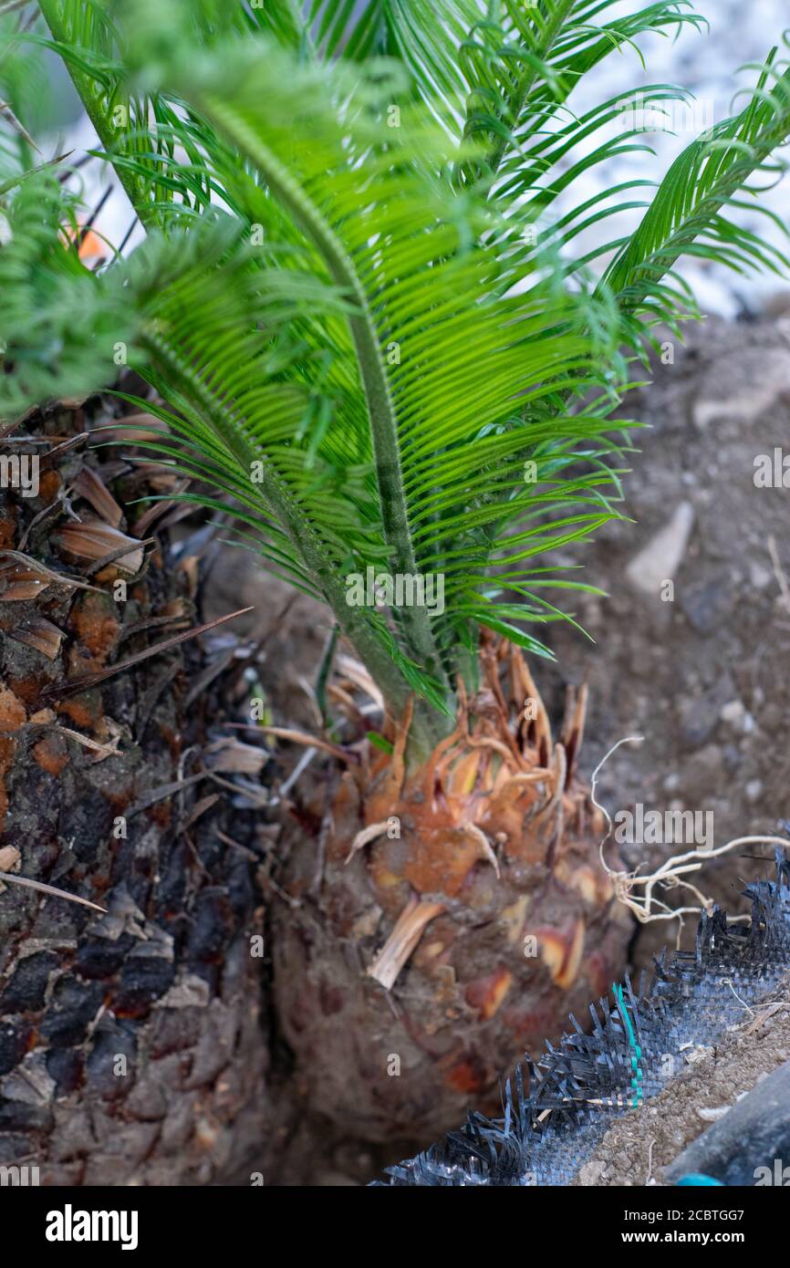 Cycas Revoluta Plants removed for replacement Stock Photo