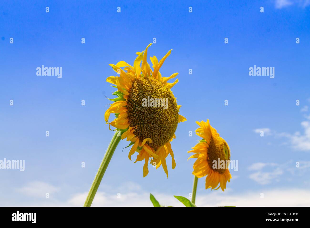 Sunflower field at clear blue sky Stock Photo