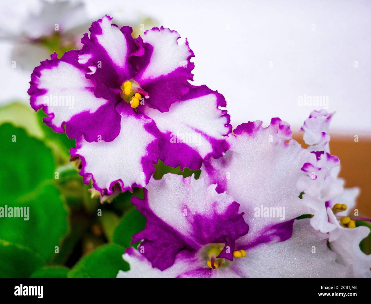 Flowering African violet (Saintpaulia) - close up view at rare patterns on petals. Stock Photo