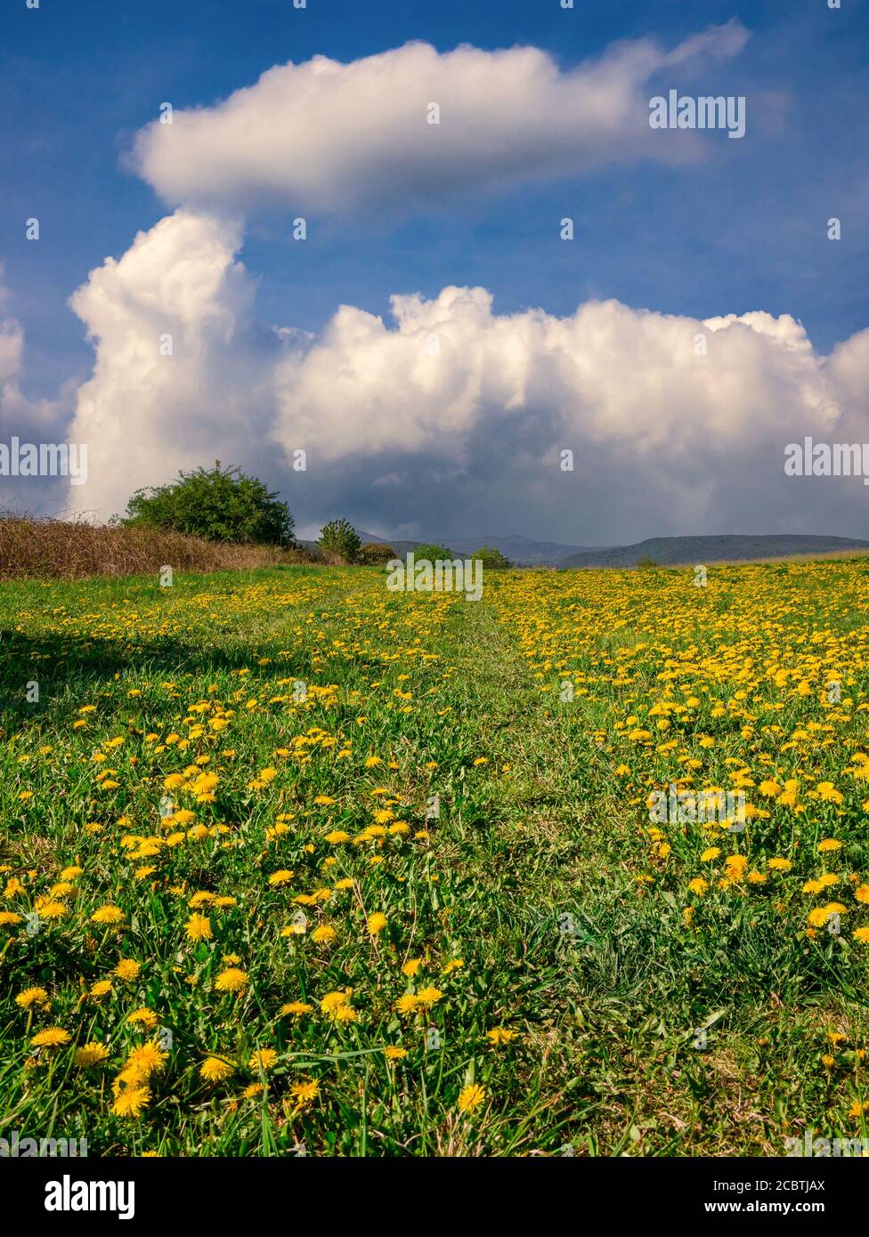 Footpath on a meadow with dandelions(Taraxacum officinale), under a blue sky with a massive cloud Stock Photo