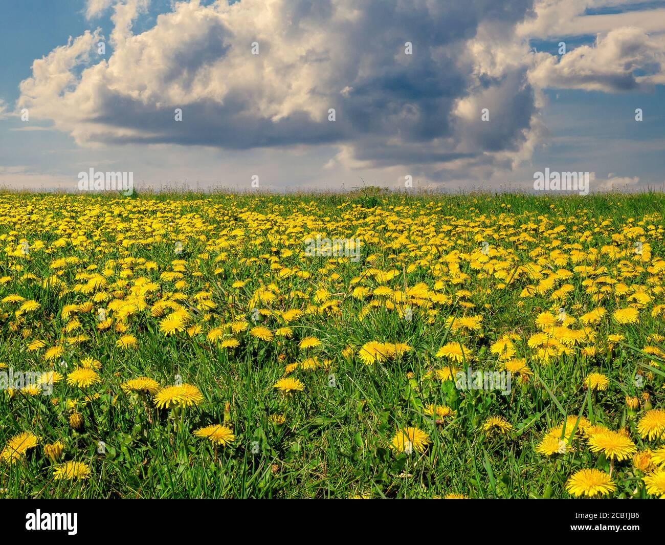 Spring meadow full of blooming dandelions (Taraxacum officinale) under blue sky with big cloud Stock Photo