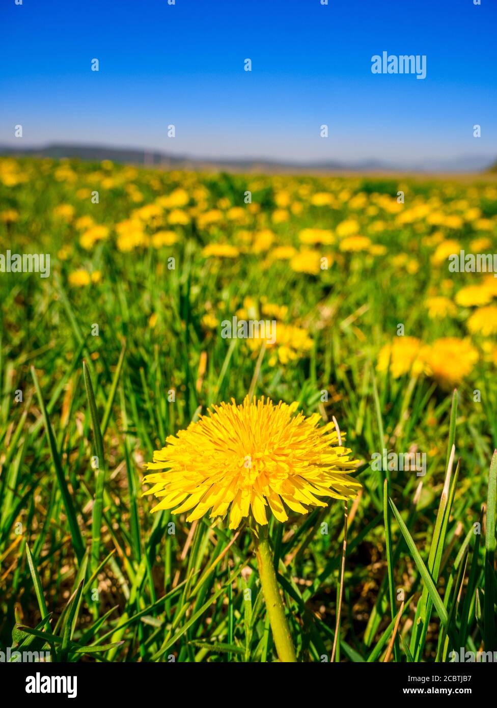 Selective focus on a dandelion (Taraxacum officinale) in the foreground, in a meadow full of blooming dandelions in a blurred background Stock Photo
