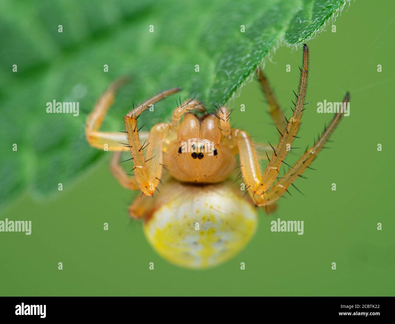 Close-up view of the face of a very pretty sixspotted orbweaver spider (Araniella displicata) hanging underneath a leaf on Deas Isand, Delta, British Stock Photo