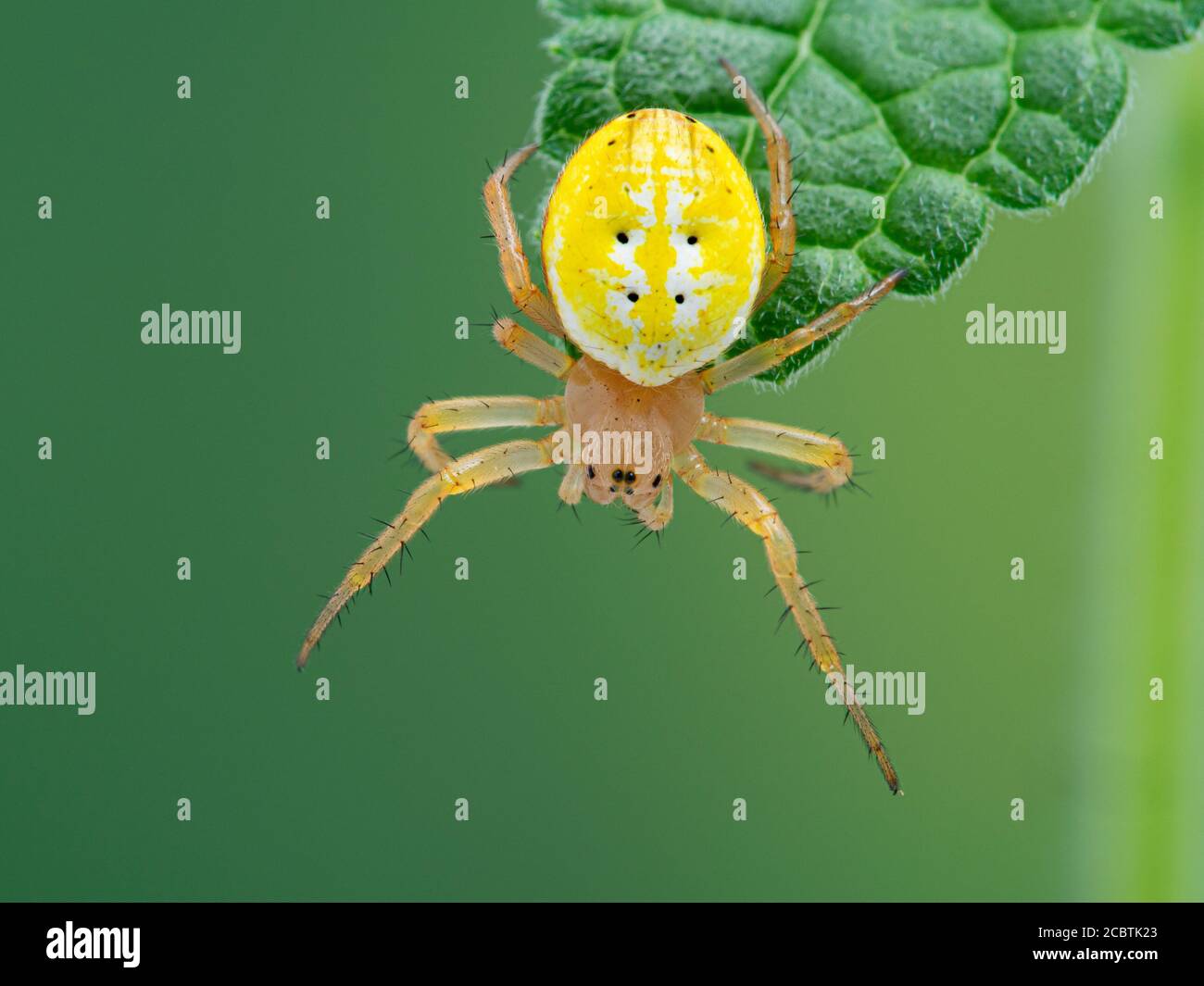 Dorsal view of the face of a colourful sixspotted orbweaver spider (Araniella displicata) on a leaf, Deas Isand, Delta, British Columbia, Canada Stock Photo
