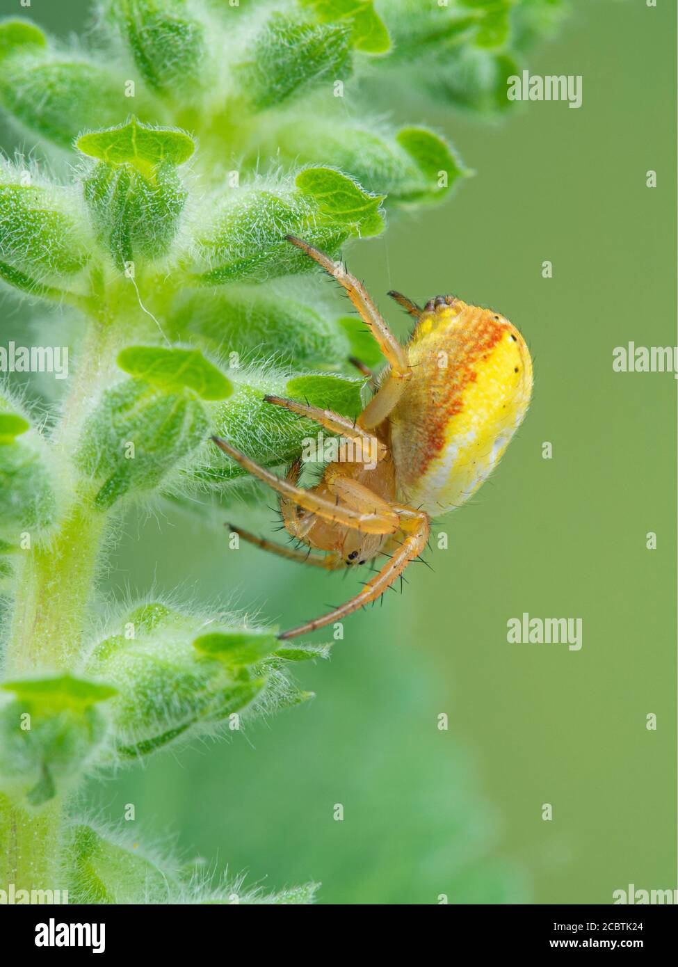 Side view of the face of a pretty sixspotted orbweaver spider (Araniella displicata) climbing on a fuzzy plant,  Deas Isand, Delta, British Columbia, Stock Photo