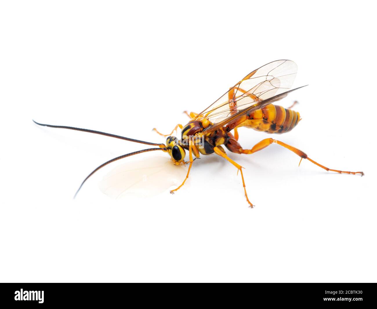 a beautiful ichneumonid parasitoid wasp (Banchus species) drinking from a drop of honey. Isolated. Delta, British Columbia, Canada Stock Photo