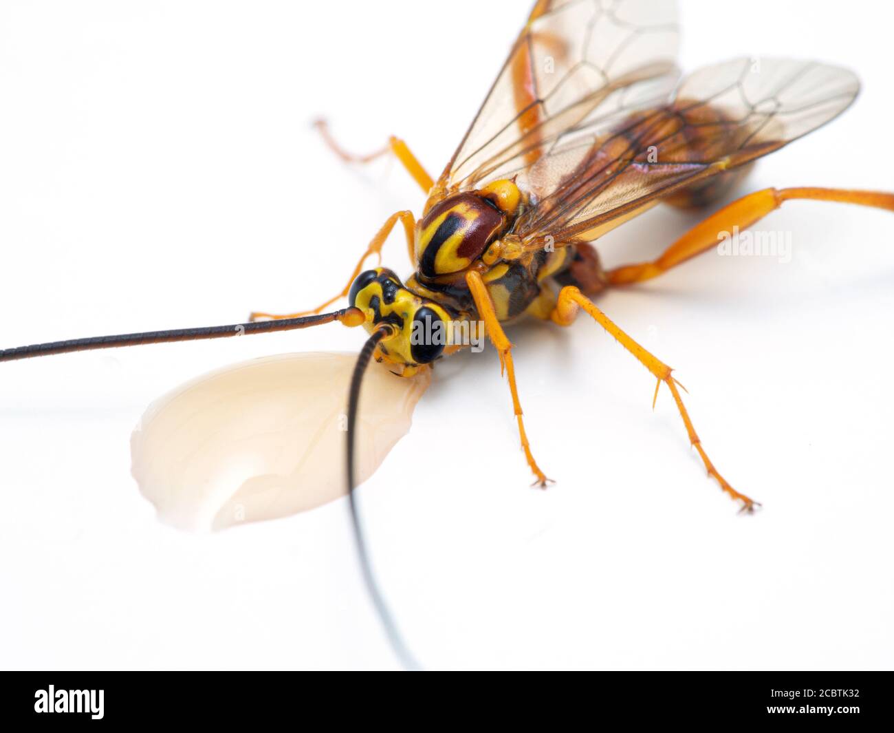 close-up of a beautiful ichneumonid parasitoid wasp (Banchus species) a drop of honey. Isolated. Delta, British Columbia, Canada Stock Photo