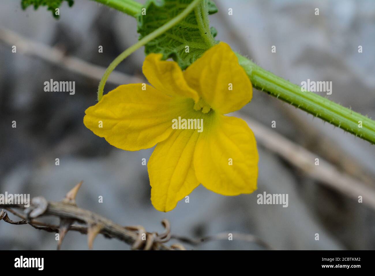 Melon bush hires stock photography and images Alamy
