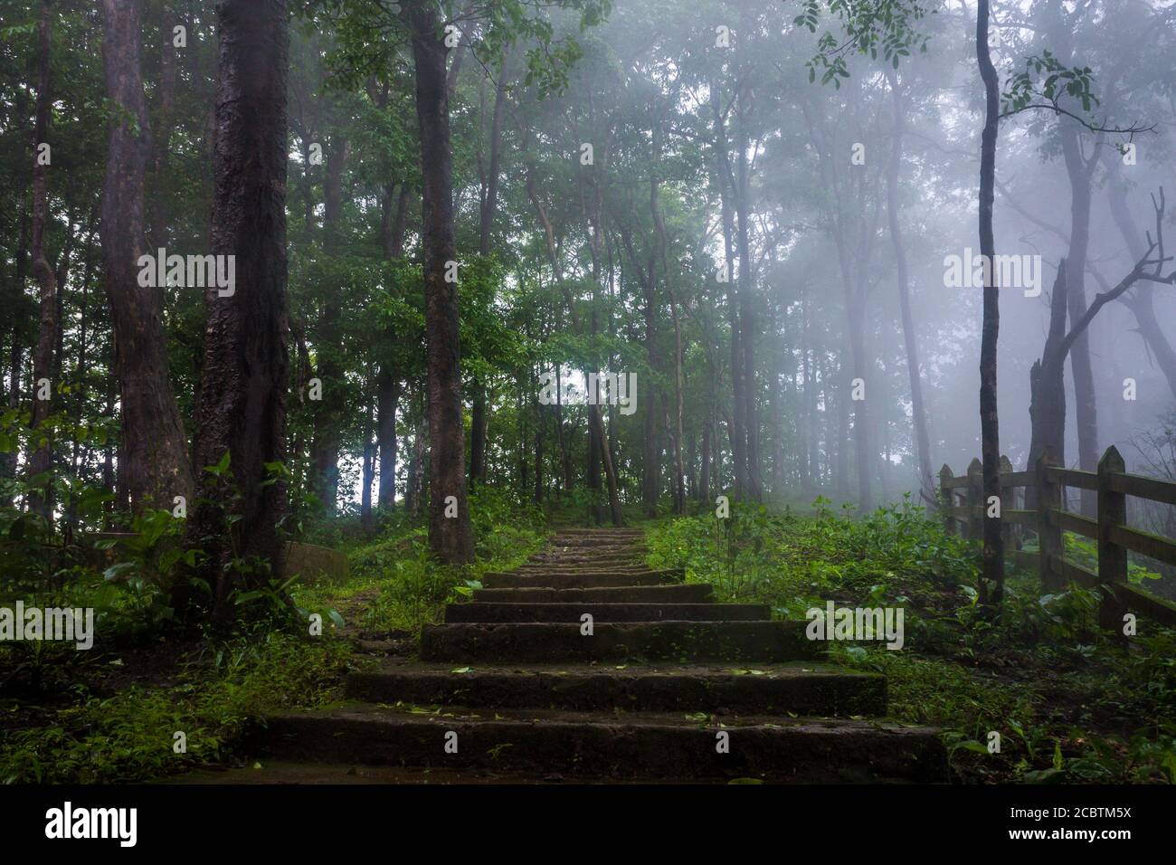 Misty monsoon morning in wilderness of tropical forests of karnataka , India Stock Photo