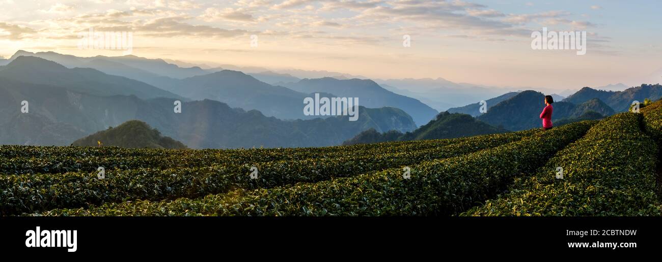 woman in red top enjoying the morning view of tea plantation and mountains in the background in Alishan, Taiwan Stock Photo