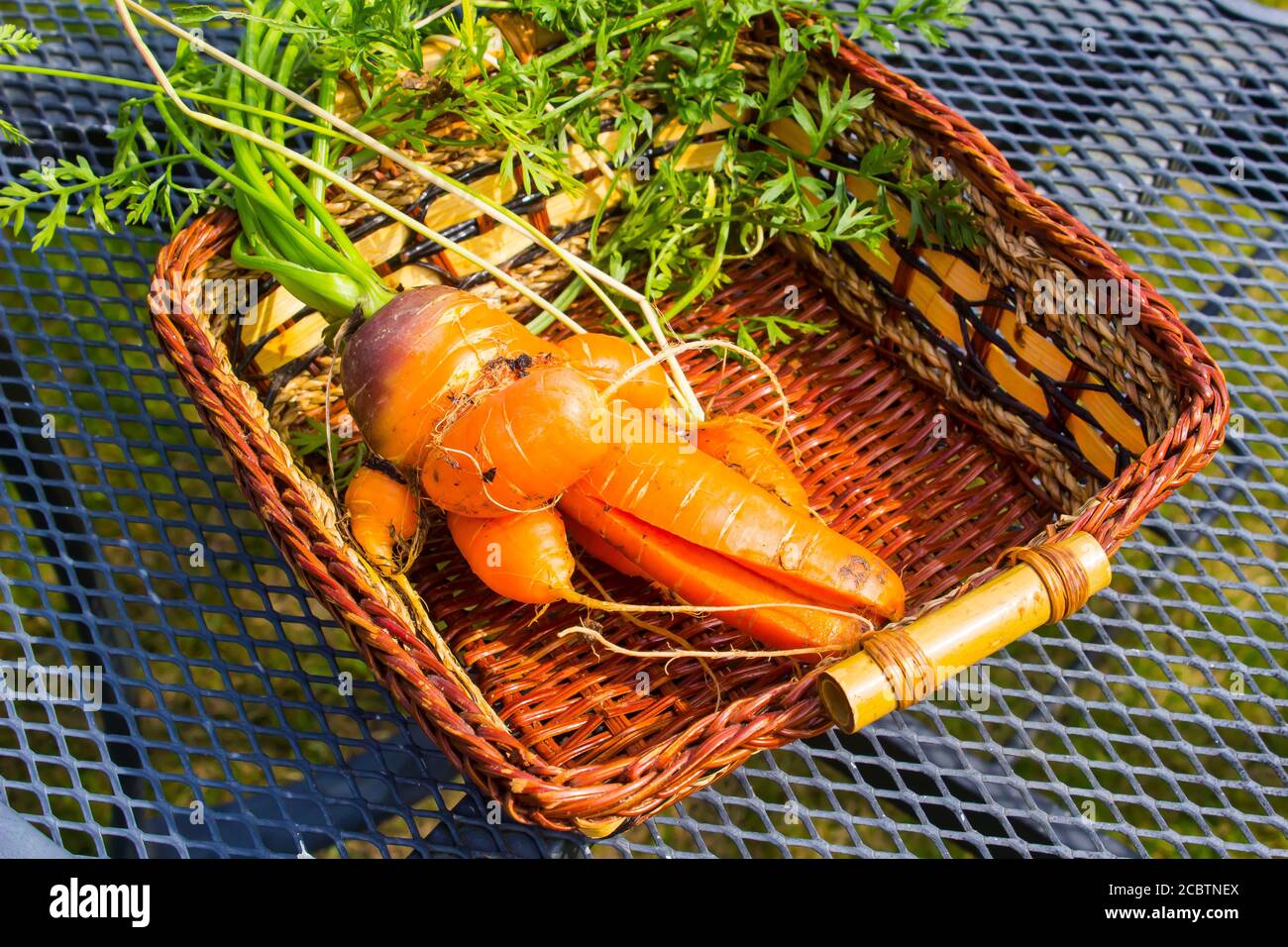 A badly twisted and deformed carrot that has been harvested from heavy soil in a local garden in Bangor Northern Ireland Stock Photo