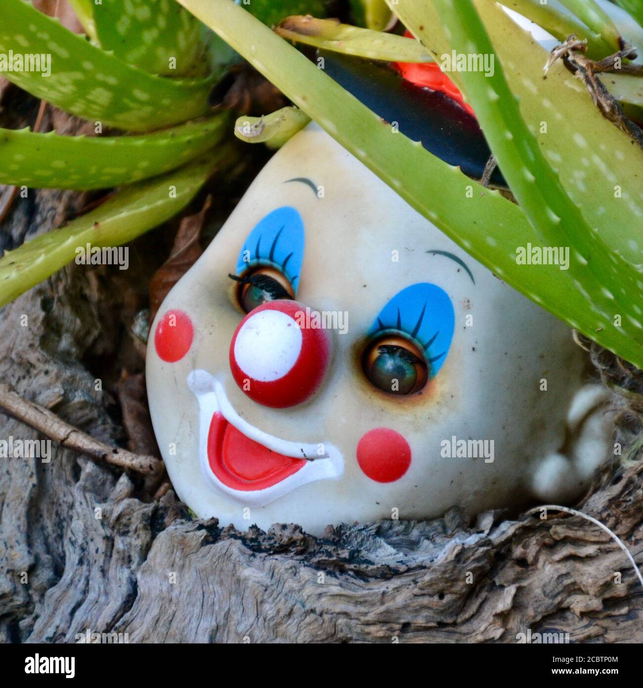 Creepy old abandoned smiling clown scary doll head in the garden among the aloe vera cactus Stock Photo