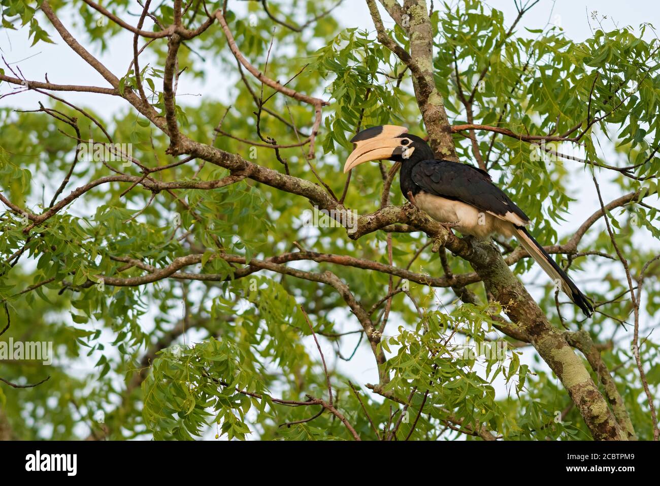 Malabar Pied-hornbill - Anthracoceros coronatus, large hornbill from Indian subcontinent, Sri Lanka. Stock Photo