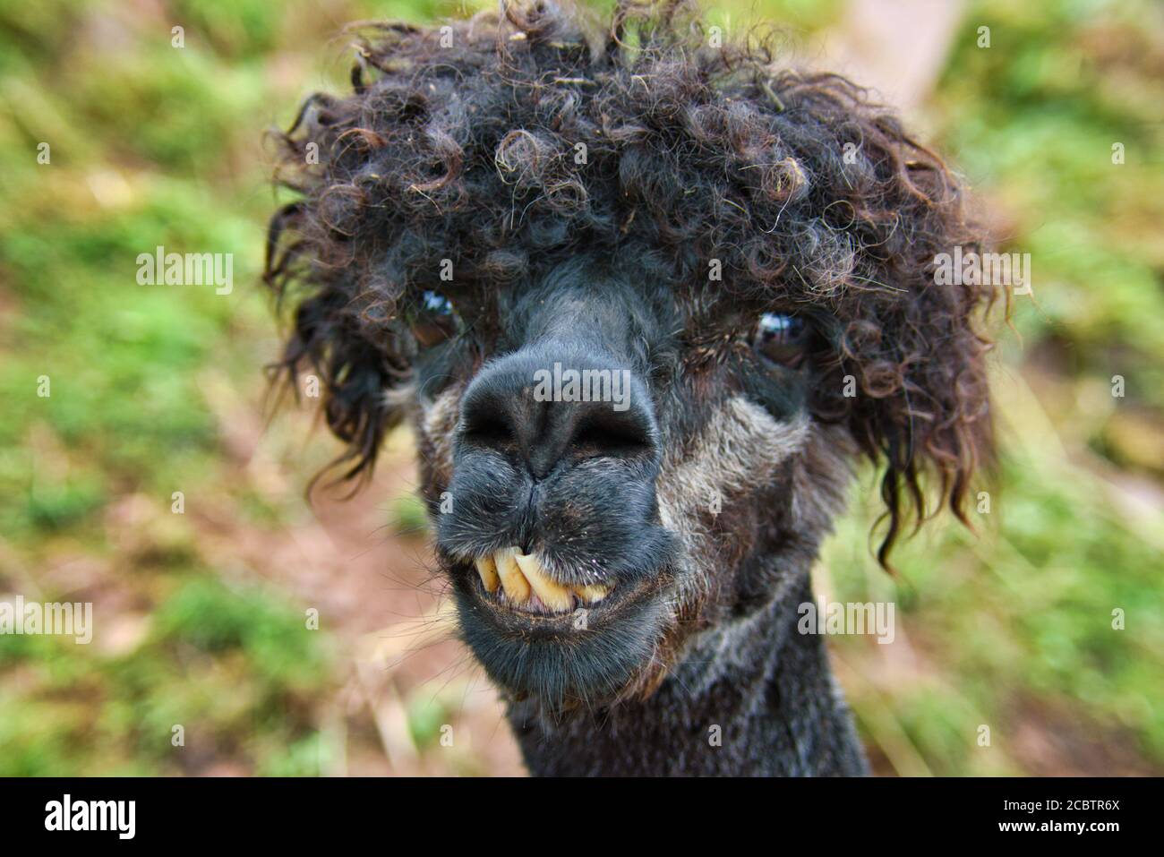 Funny alpaca hi-res stock photography and images - Alamy