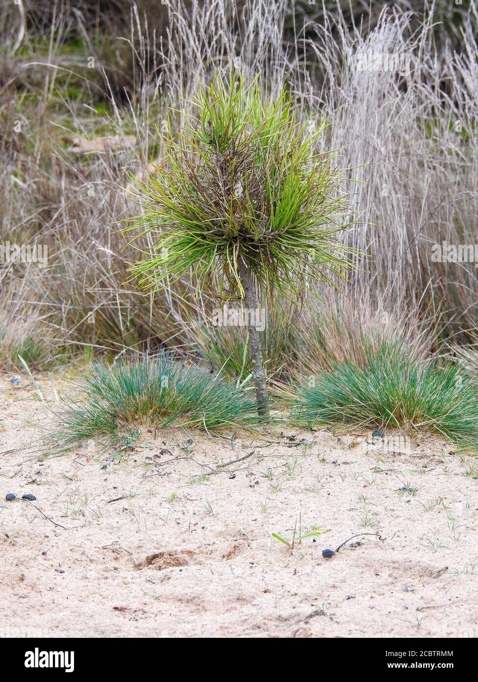 Vertical shot of a newly planted pinus palustris on a sandy ground Stock Photo