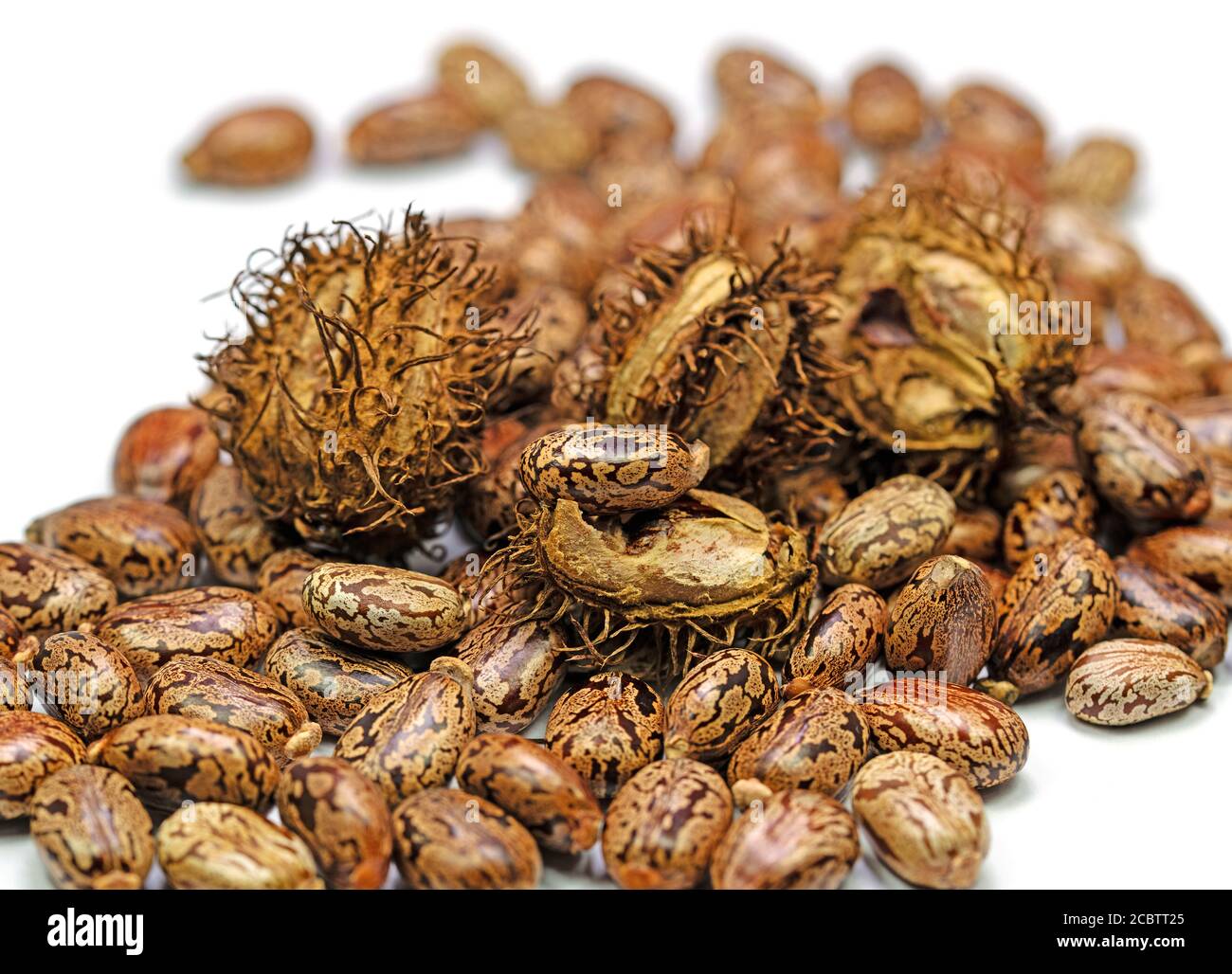 Seeds from the miracle tree, Ricinus communis Stock Photo