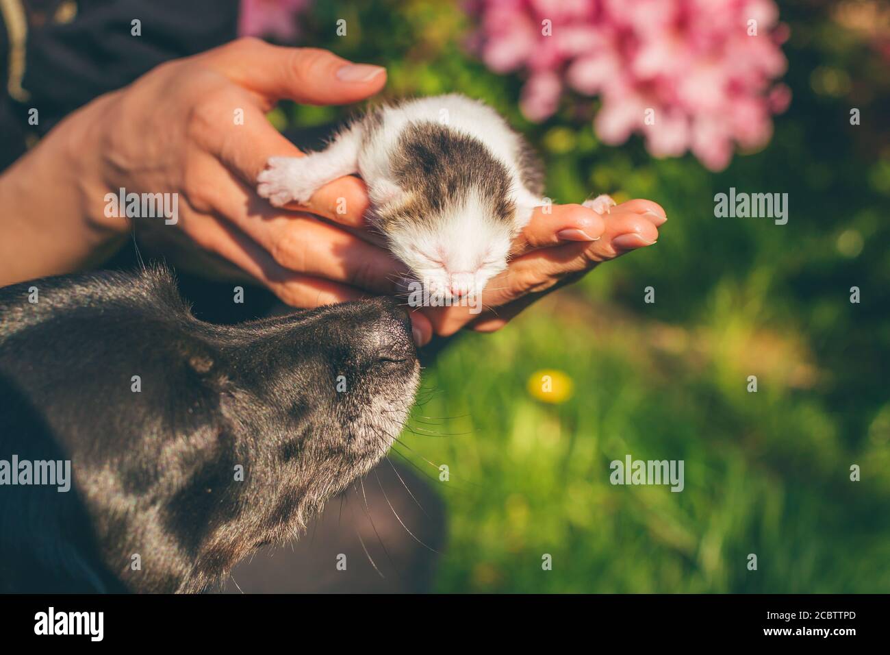 Little black dog kissing cute newborn kitten human, cat and dog are together concept of