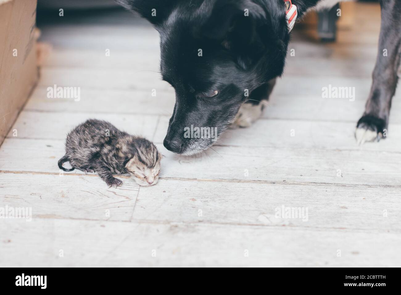 dog eats kitten